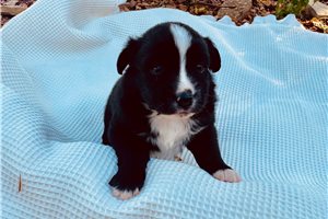 Beckett - puppy for sale