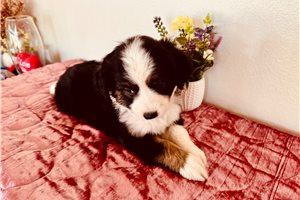 Baroness - Miniature Australian Shepherd for sale