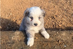Ruth - puppy for sale
