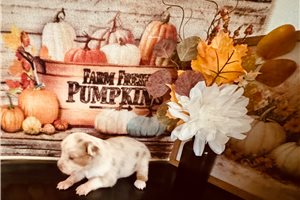 Callie - Miniature Australian Shepherd for sale