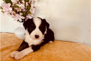 Baroness - Miniature Australian Shepherd for sale