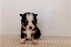 Savannah - Miniature Australian Shepherd for sale
