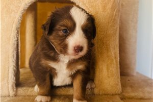 Bailey - Miniature Australian Shepherd for sale