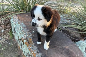 Sheila - puppy for sale