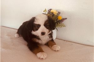 Bruna - Miniature Australian Shepherd for sale