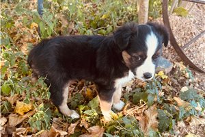 Brianna - Miniature Australian Shepherd for sale