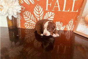 Charlotte - puppy for sale