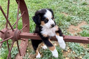 Joey - puppy for sale