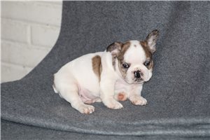 Conner - French Bulldog for sale