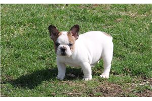Conner - French Bulldog for sale