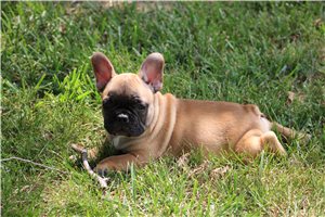 Toby - puppy for sale