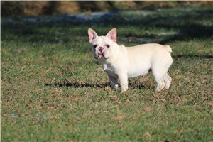 Mindy - French Bulldog for sale