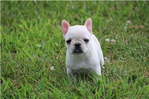 Allison - French Bulldog for sale