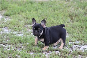 Missy - French Bulldog for sale