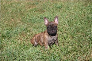 Ryan - puppy for sale