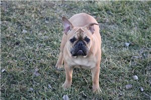 Sue - French Bulldog for sale