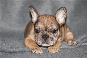 Bobby - French Bulldog for sale