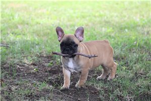 Toby - French Bulldog for sale
