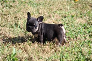 Missy - French Bulldog for sale