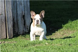Conner - French Bulldog for sale
