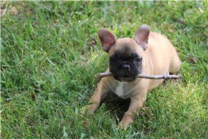 Toby - French Bulldog for sale