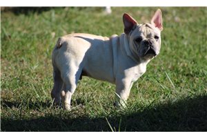 Luke - French Bulldog for sale