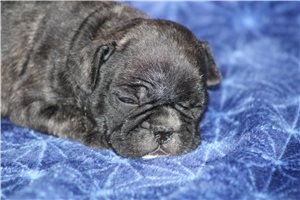 Flynn - French Bulldog for sale