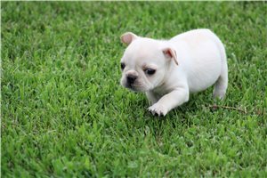 Samuel - French Bulldog for sale