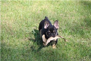 Missy - French Bulldog for sale