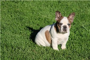 Conner - French Bulldog for sale