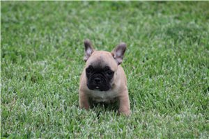 Toby - French Bulldog for sale