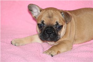 Kendra - French Bulldog for sale