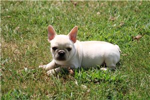 Samuel - puppy for sale