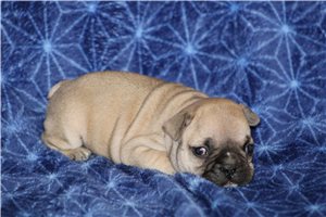 Danny - French Bulldog for sale