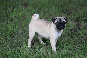 Summer - Pug for sale