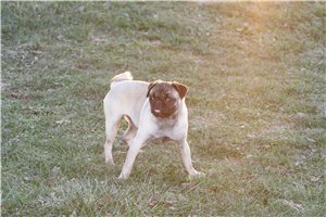 Blue Belle - Pug for sale