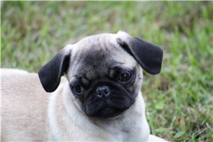 Tilly - Pug for sale