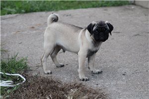 Tedd - Pug for sale