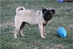 Allison - Pug for sale