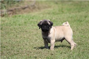 Tedd - puppy for sale