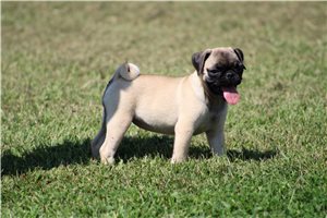 Summer - Pug for sale