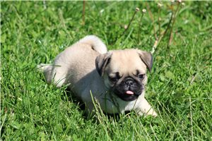 Zephaniah - Pug for sale