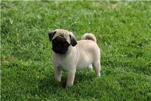 Pepsy - Pug for sale