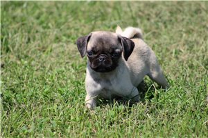 Tilly - puppy for sale