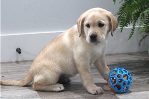 Kiera - Labrador Retriever for sale
