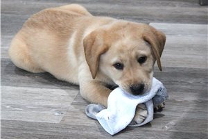 Koen - puppy for sale