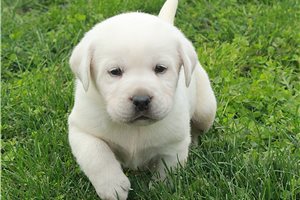 Kyle - puppy for sale