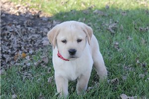 Kourtney - puppy for sale