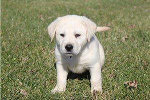 Keith - puppy for sale