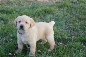 Labrador Retriever for Sale | Puppies | Pawrade.com